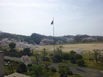 満開の校庭の桜